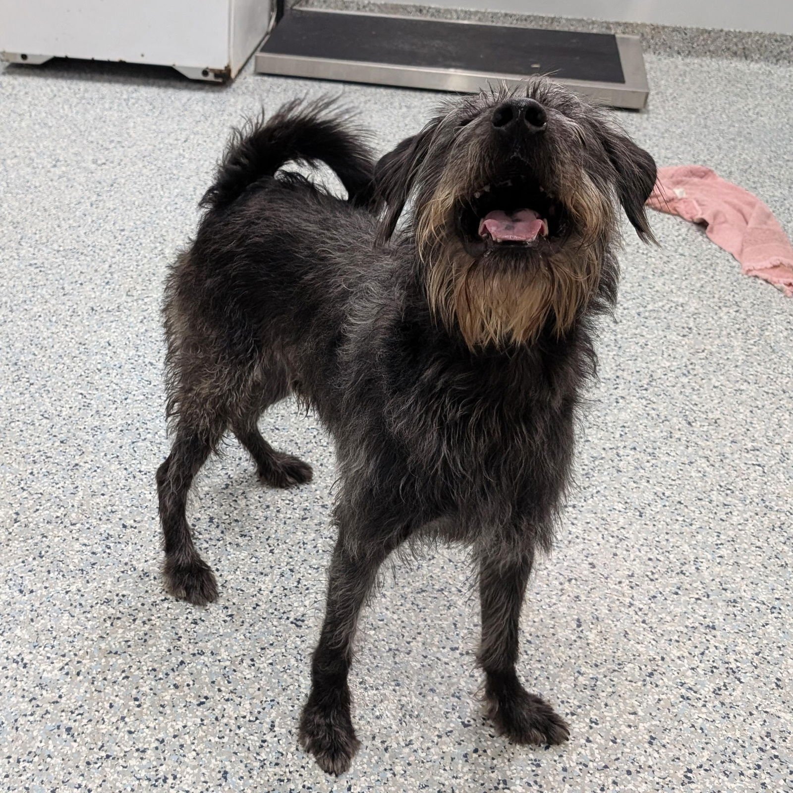 Pound Dog-Monkey #189385 Courtesy Listing - Photo 3