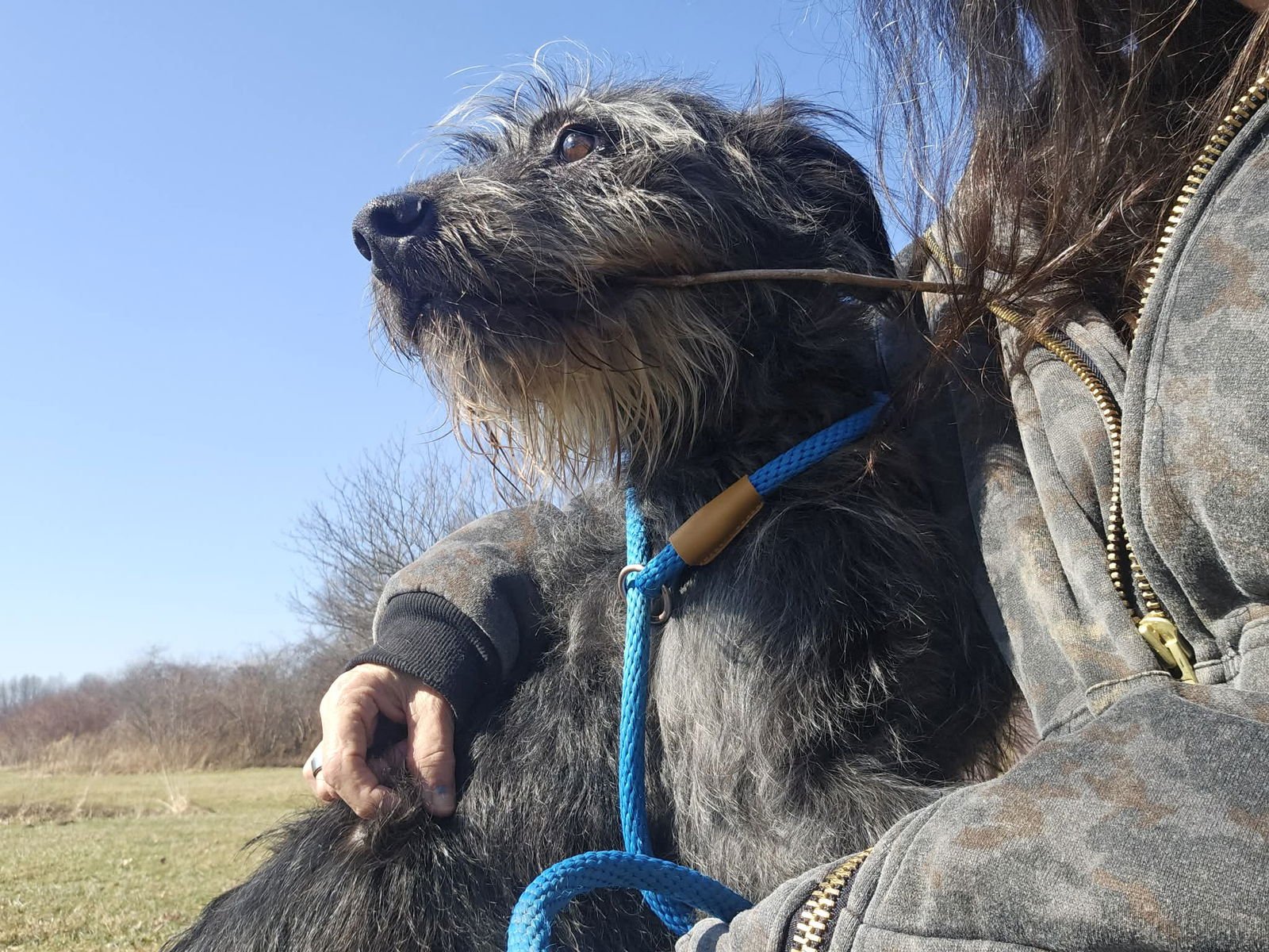 Pound Dog-Monkey #189385 Courtesy Listing - Photo 4