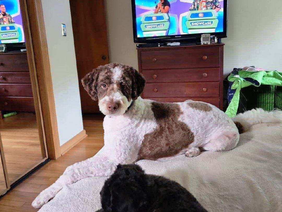 WINSTON THE DOODLE - Poodle (unknown type) / Golden Retriever available for adoption