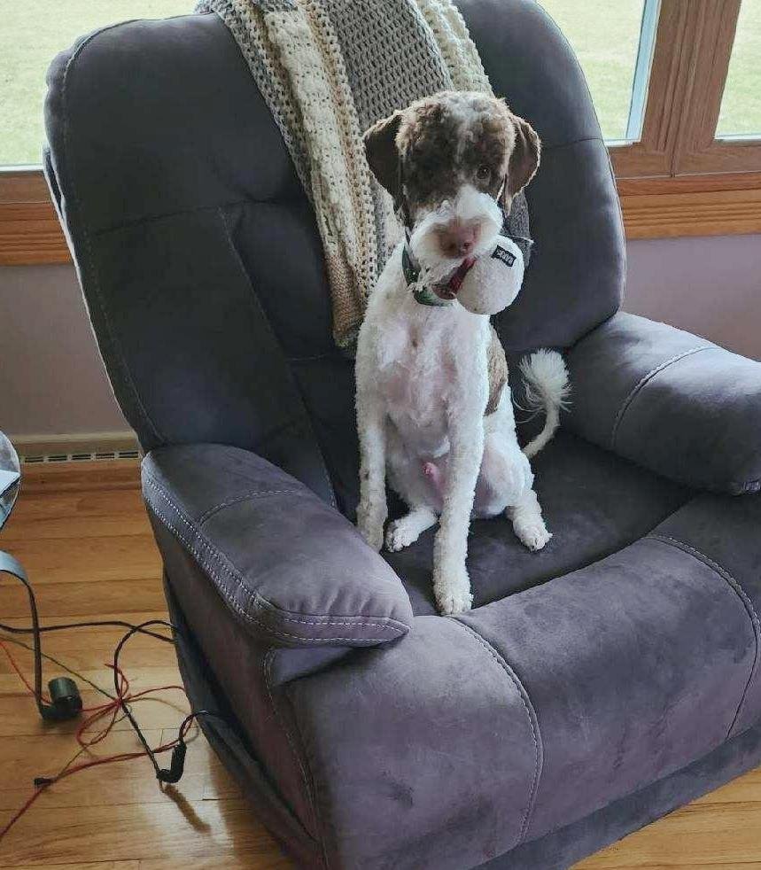 WINSTON THE DOODLE - Poodle (unknown type) / Golden Retriever available for adoption