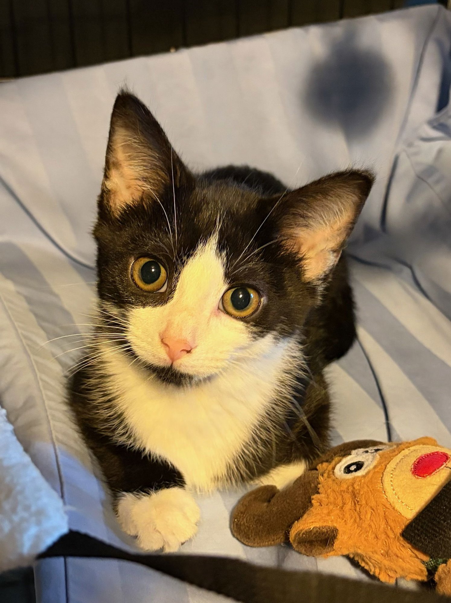 SASSY - Domestic Short Hair available for adoption