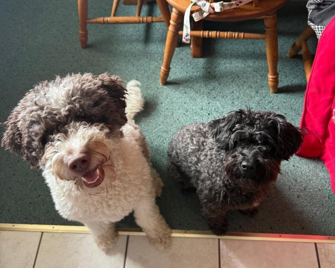 DIAMOND & STAR-BONDED PAIR - Maltese / Poodle (unknown type) available for adoption