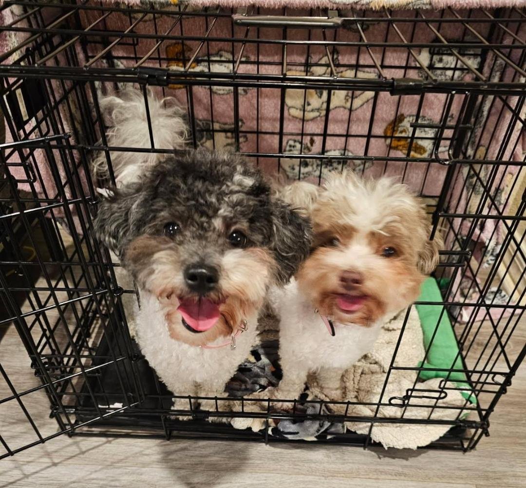 DIAMOND & STAR-BONDED PAIR - Maltese / Poodle (unknown type) available for adoption
