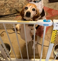 Shorty-Beagle Boy - Photo 1