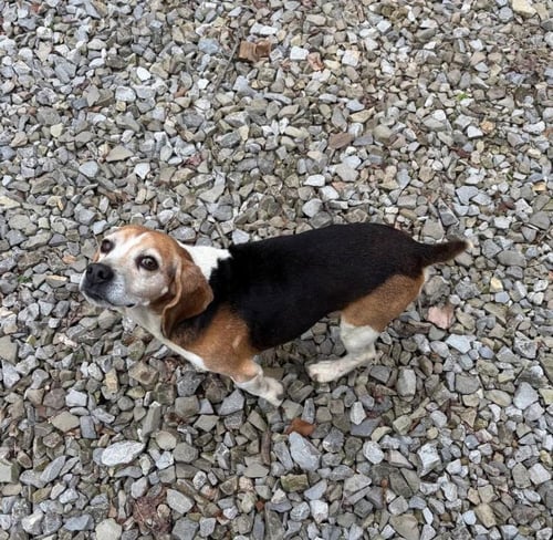 SHORTY-BEAGLE BOY - Beagle available for adoption