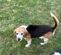 Shorty-Beagle Boy - Photo 3