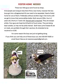 Shorty-Beagle Boy - Photo 4