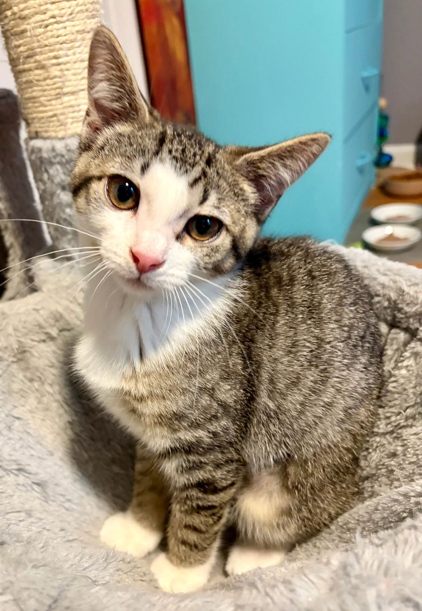 PEACH - Domestic Short Hair available for adoption