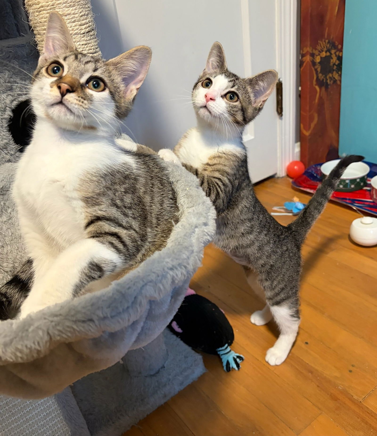 PEACH - Domestic Short Hair available for adoption