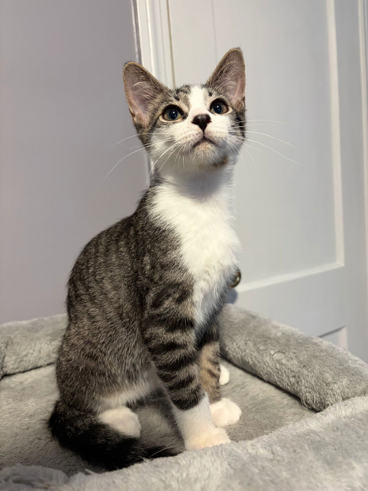 ASH - Domestic Short Hair available for adoption