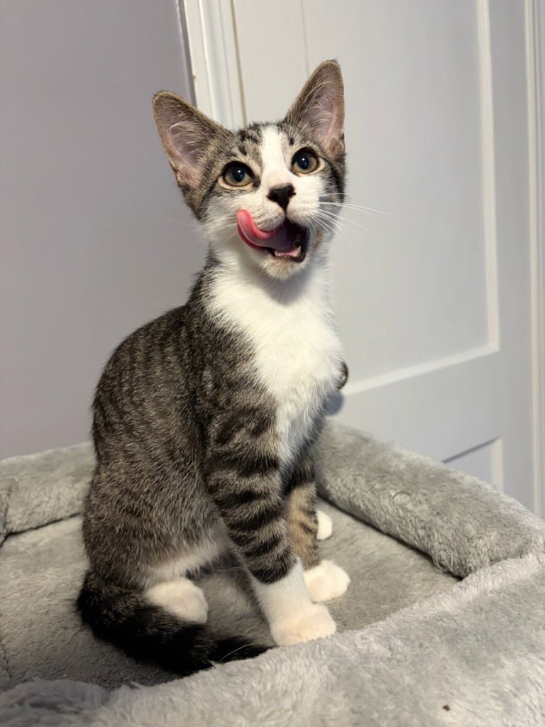 ASH - Domestic Short Hair available for adoption