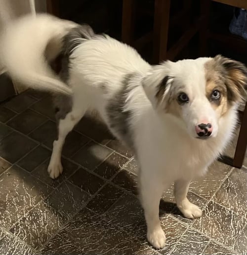 KOOPER - Australian Shepherd available for adoption