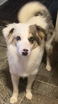 Kooper - Photo 3