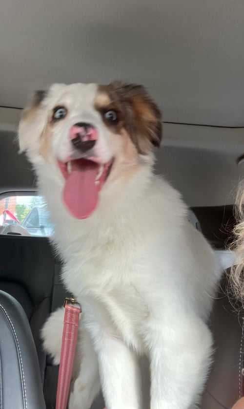 KOOPER - Australian Shepherd available for adoption
