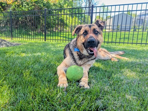 LUNA - German Shepherd Dog for adoption in Newark