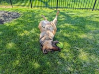 Luna - Photo 2