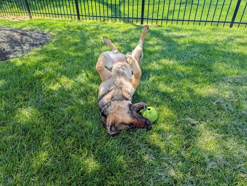 LUNA - German Shepherd Dog available for adoption