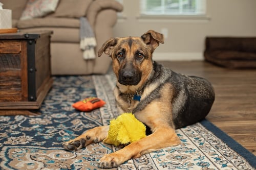 LUNA - German Shepherd Dog available for adoption