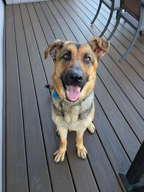 LUNA - German Shepherd Dog available for adoption