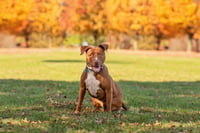 Missy - Photo 6