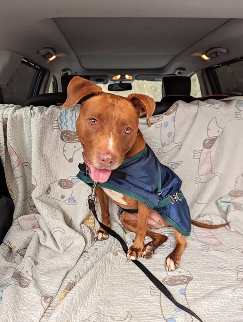 MISSY - Pit Bull Terrier available for adoption