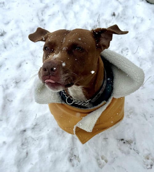 MISSY - Pit Bull Terrier available for adoption