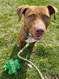 Missy - Photo 4