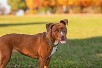 Missy - Photo 5