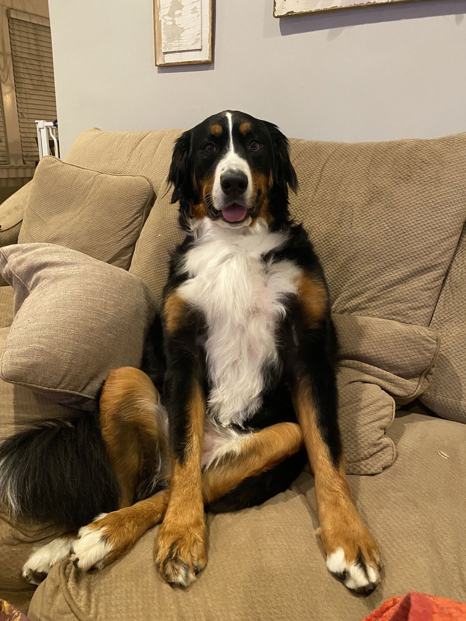 SADIE - Bernese Mountain Dog available for adoption