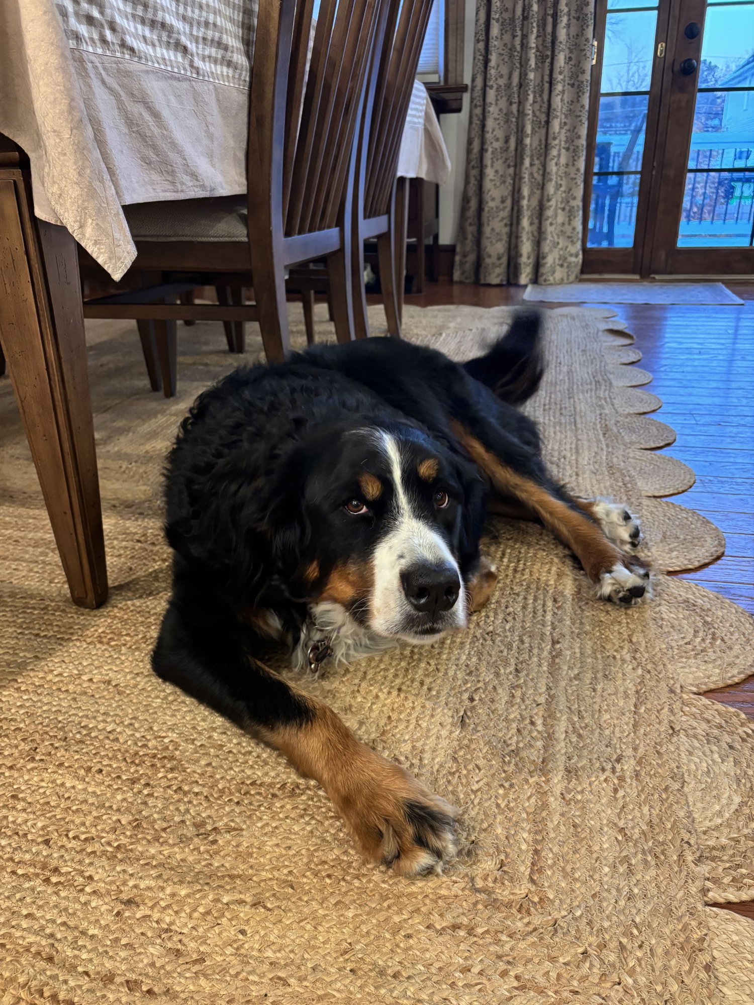 SADIE - Bernese Mountain Dog available for adoption
