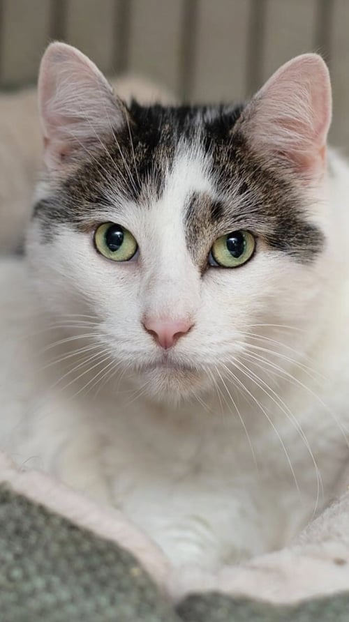 KITTLES - Domestic Short Hair available for adoption