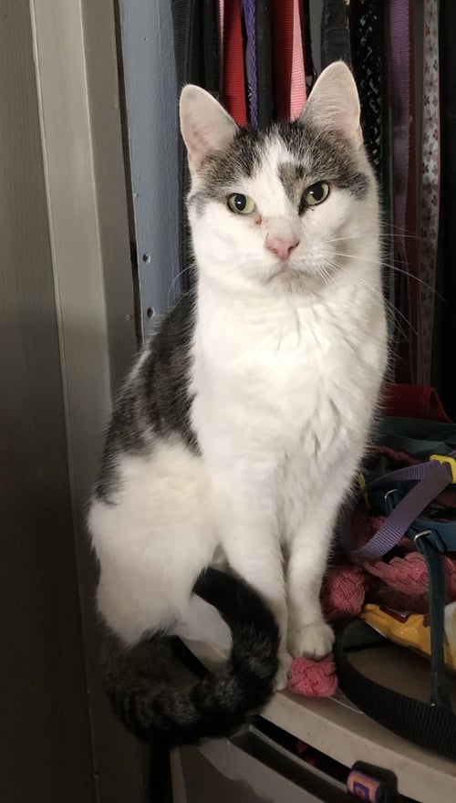 KITTLES - Domestic Short Hair available for adoption