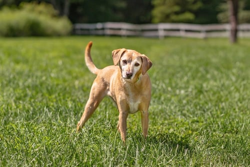 TWAIN - Yellow Labrador Retriever available for adoption