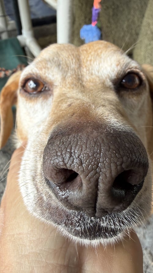 TWAIN - Yellow Labrador Retriever available for adoption