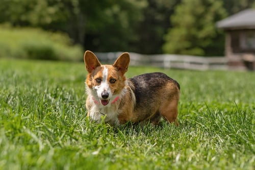 LILAC - Corgi available for adoption
