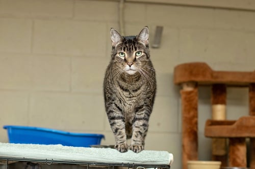 CODY - Domestic Short Hair available for adoption