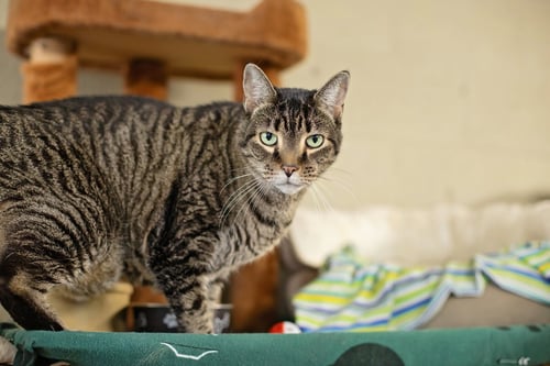 CODY - Domestic Short Hair for adoption in Newark
