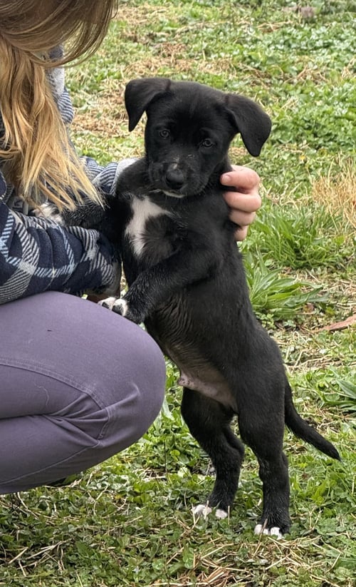 BENTLEY - Border Collie / Hound for adoption in Newark