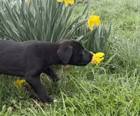 Bentley - Photo 2