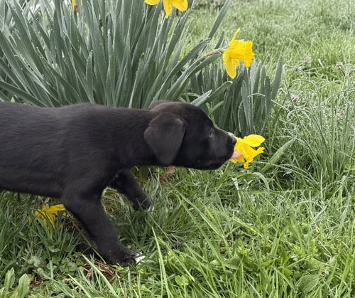 BENTLEY - Border Collie / Hound available for adoption
