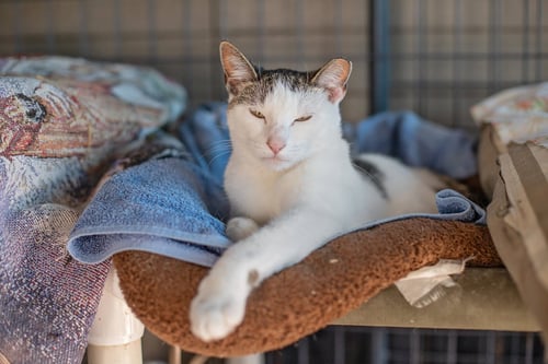 PENELOPE - Domestic Short Hair available for adoption