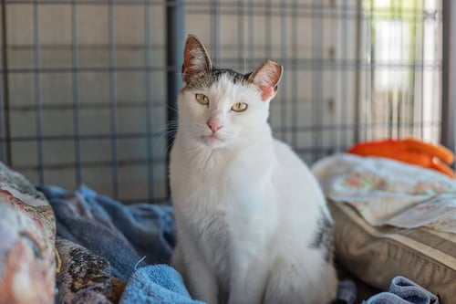 PENELOPE - Domestic Short Hair available for adoption