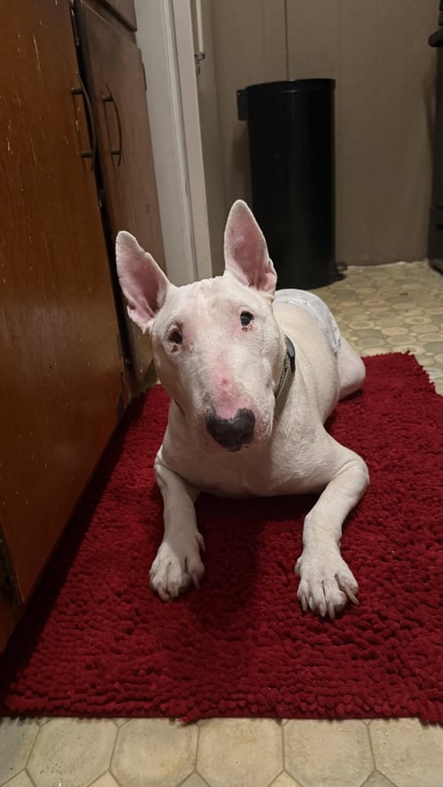 GRIMM - Bull Terrier available for adoption