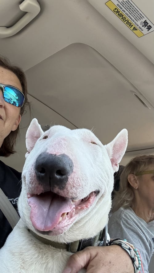 GRIMM - Bull Terrier available for adoption