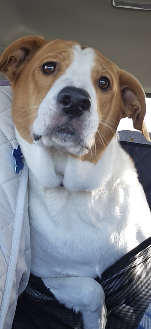 ABBEY MAE - Hound / Collie available for adoption