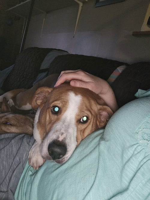 ABBEY MAE - Hound / Collie available for adoption