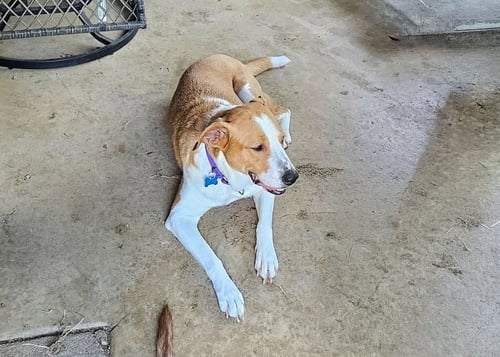 ABBEY MAE - Hound / Collie available for adoption