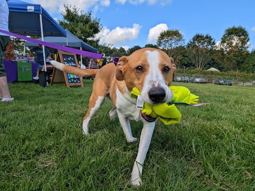 ABBEY MAE - Hound / Collie for adoption in Newark