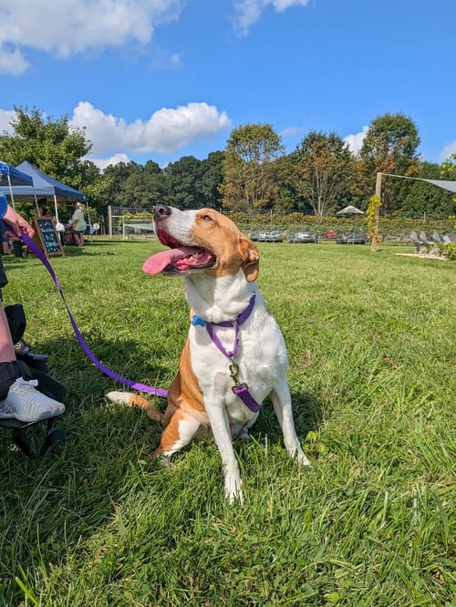 ABBEY MAE - Hound / Collie available for adoption