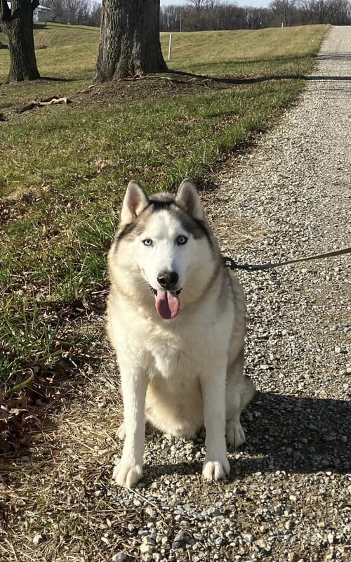 SKYLAR *FOSTER NEEDED* - Husky available for adoption
